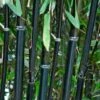 Black Bamboo | Phyllostachys Nigra 1 Black Bamboo | Phyllostachys Nigra -Soft Fruit Paradise blackbamboo 3