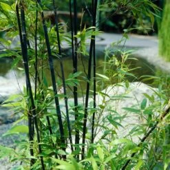 Black Bamboo | Phyllostachys Nigra -Soft Fruit Paradise blackbamboo 4