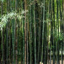 Black Bamboo | Phyllostachys Nigra -Soft Fruit Paradise blackbamboo 5