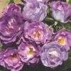 'Blue For You' Floribunda Rose