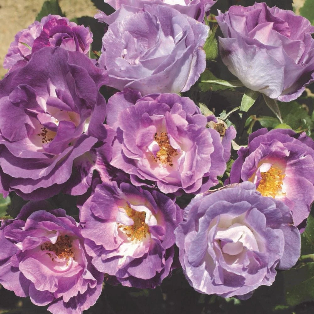 'Blue For You' Floribunda Rose 3 'Blue For You' Floribunda Rose