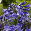 Agapanthus 'Stardust' | 3L 2 Agapanthus 'Stardust' | 3L -Soft Fruit Paradise blwa00712 393f783e 0954 4f25 a78a 908e6d141987
