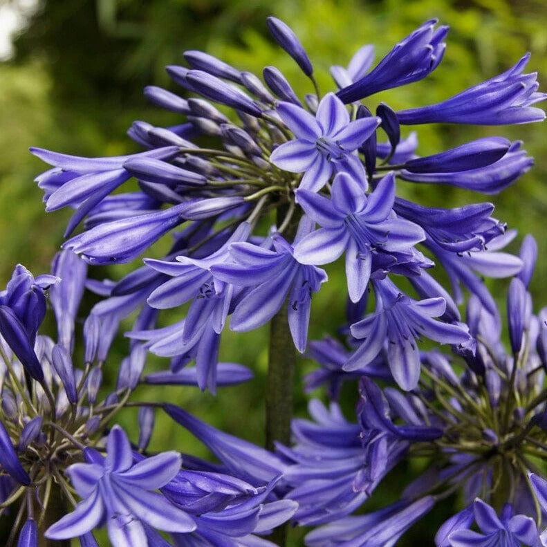 Agapanthus 'Stardust' | 3L 3 Agapanthus 'Stardust' | 3L