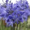 Agapanthus 'Star Quality' | 7.5L 1 Agapanthus 'Star Quality' | 7.5L -Soft Fruit Paradise blwa00713 0cafee70 6f10 420e a6e9 bf54a5706ffd