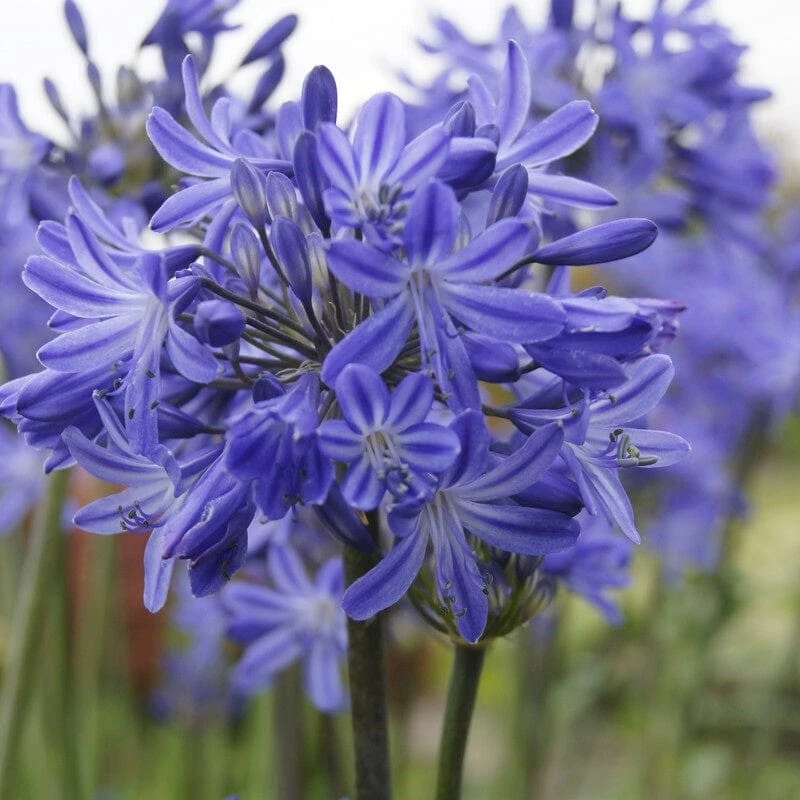 Agapanthus 'Star Quality' | 7.5L 3 Agapanthus 'Star Quality' | 7.5L