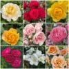 Shrub Rose Collection | Roses For The Border 1 Shrub Rose Collection | Roses For The Border -Soft Fruit Paradise borderroses 1