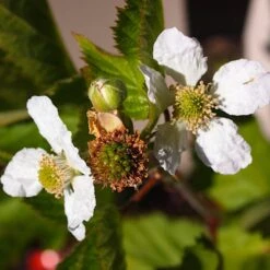 Boysenberry Bush | Rubus 11 Boysenberry Bush | Rubus -Soft Fruit Paradise boysenberry 4
