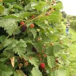 Boysenberry Bush | Rubus 12 Boysenberry Bush | Rubus -Soft Fruit Paradise boysenberry 5