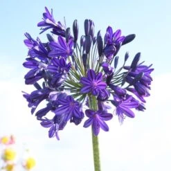 Agapanthus 'Royal Velvet' -Soft Fruit Paradise brer09527sq