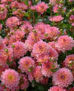 Dahlia 'Pacific View' 7 Dahlia 'Pacific View' -Soft Fruit Paradise brer09906