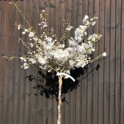 New Arrival 20 The Bride Cherry Blossom Tree | Prunus Incisa