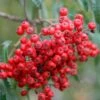 Cut Leaf Rowan Tree | Sorbus 'Chinese Lace' 2 Cut Leaf Rowan Tree | Sorbus 'Chinese Lace' -Soft Fruit Paradise chineselace 1