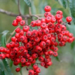 Cut Leaf Rowan Tree | Sorbus 'Chinese Lace'