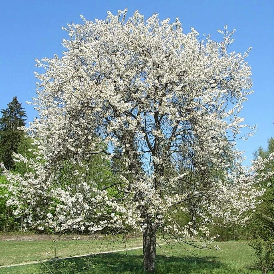 Chocolate Ice' Cherry Blossom Tree | Prunus 'Matsumae-fuki' 2 Chocolate Ice' Cherry Blossom Tree | Prunus 'Matsumae-fuki'