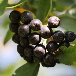 Unusual Berry Collection 12 Unusual Berry Collection -Soft Fruit Paradise chokeberries