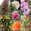 Repeat Flowering Climbing Rose Collection 2 Repeat Flowering Climbing Rose Collection -Soft Fruit Paradise climbingroses 1