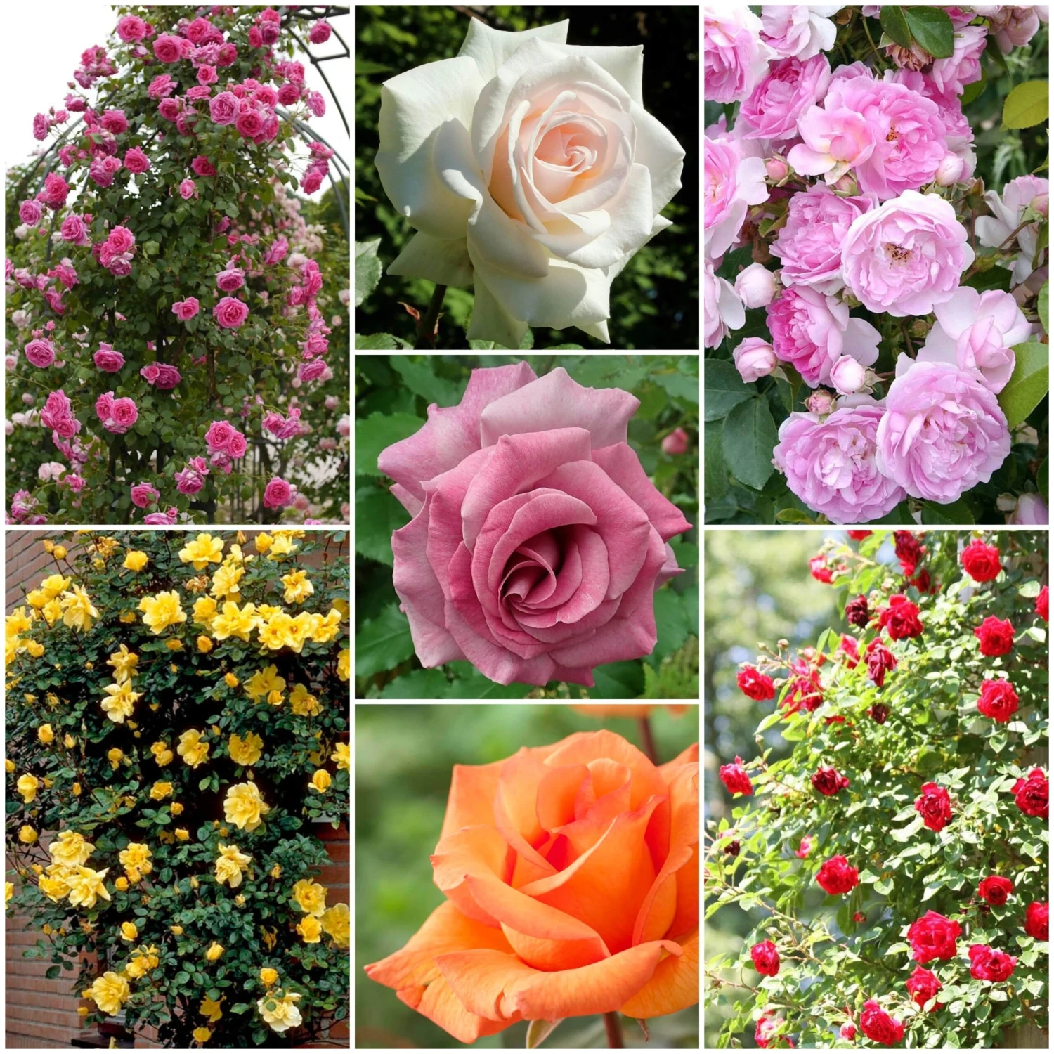 Repeat Flowering Climbing Rose Collection 3 Repeat Flowering Climbing Rose Collection