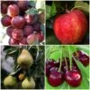 Complete Orchard Collection | Apple, Cherry, Pear, Plum Trees 1 Complete Orchard Collection | Apple, Cherry, Pear, Plum Trees -Soft Fruit Paradise complete orchard