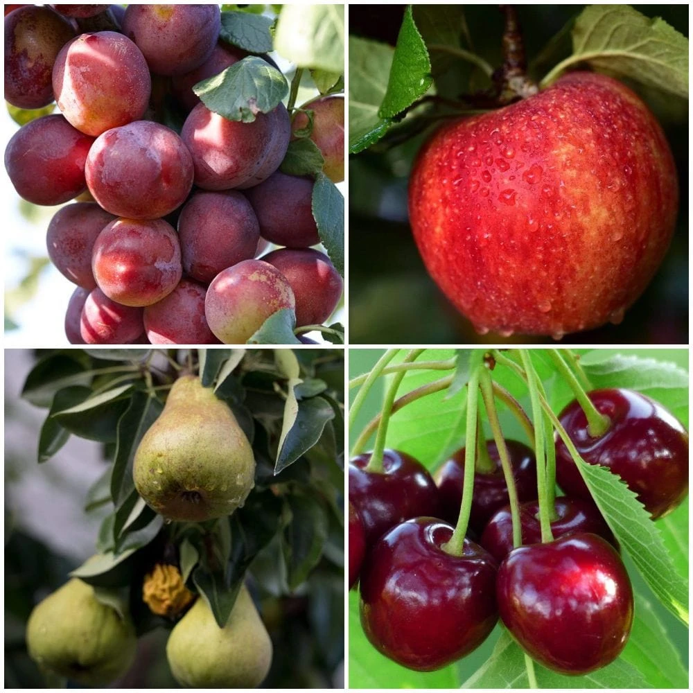 Complete Orchard Collection | Apple, Cherry, Pear, Plum Trees 3 Complete Orchard Collection | Apple, Cherry, Pear, Plum Trees