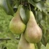 Concorde Pear Tree 1 Concorde Pear Tree -Soft Fruit Paradise concordepears