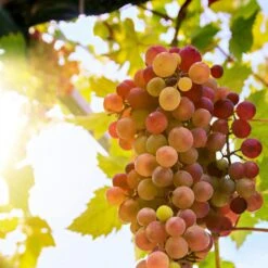 'Crimson Seedless' Grape Vine -Soft Fruit Paradise crimson seedless