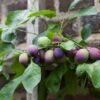 'Czar' Plum Tree 1 'Czar' Plum Tree -Soft Fruit Paradise czar 1
