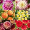 Premium Dahlia Plants Collection 2 Premium Dahlia Plants Collection -Soft Fruit Paradise dahlia collection 1