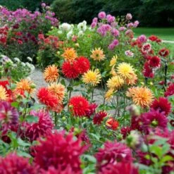 Premium Dahlia Plants Collection -Soft Fruit Paradise dahliacol 1