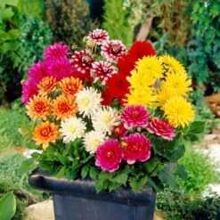 Premium Dahlia Plants Collection -Soft Fruit Paradise dahliacol 2