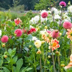Premium Dahlia Plants Collection -Soft Fruit Paradise dahliacol 3