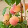 'Duke Of York' Peach Tree 2 'Duke Of York' Peach Tree -Soft Fruit Paradise dukeofyorkpeach 1
