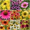Ultimate Echinacea Collection 2 Ultimate Echinacea Collection -Soft Fruit Paradise echinaceacollection 1 b8bfb8da 79a0 4af7 b3c6 a74122684fa6