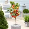 'Ecolette' Patio Apple Tree | 4.5L Pot 2 'Ecolette' Patio Apple Tree | 4.5L Pot -Soft Fruit Paradise ecolette1