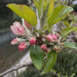 Egremont Russet Apple Tree Dwarfing Rootstock -Soft Fruit Paradise egremontrussetblossom