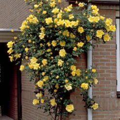 Repeat Flowering Climbing Rose Collection 11 Repeat Flowering Climbing Rose Collection -Soft Fruit Paradise elbo03964 gardeners glory 2f988433 e4b9 4626 9a46 4bf123470df9