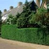 Fast Growing Evergreen Hedging Wildlife Mix | Growers' Choice -Soft Fruit Paradise elbo14556 hedging