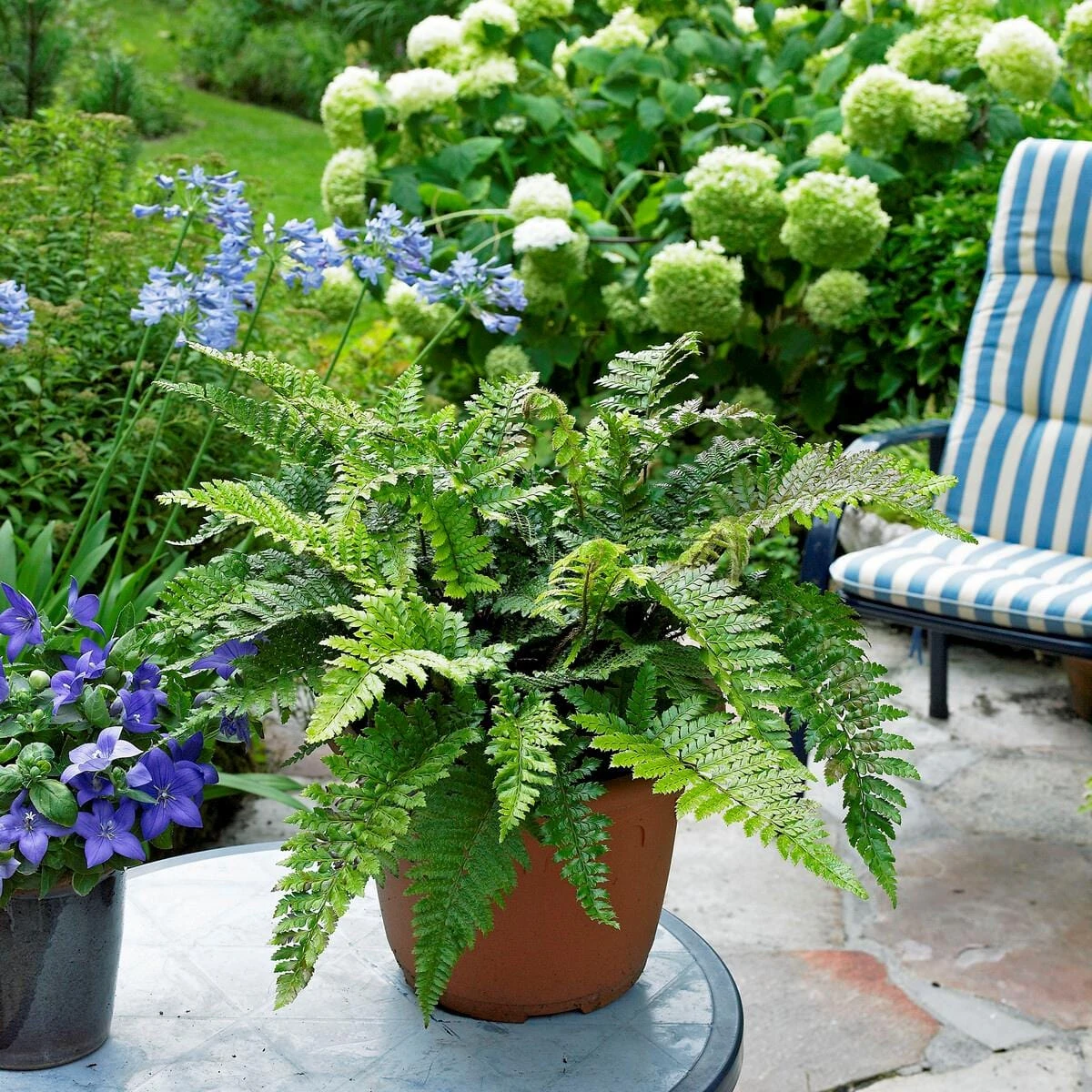 Tassel Fern | Polystichum Polyblepharum 4 Tassel Fern | Polystichum Polyblepharum - Image 2