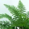 Makino's Holly Fern | Polystichum Makinoi 2 Makino's Holly Fern | Polystichum Makinoi -Soft Fruit Paradise elbo38935