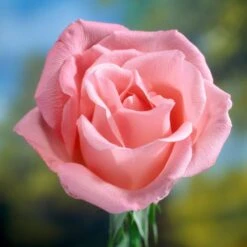 'Saphir' Shrub Rose -Soft Fruit Paradise elbo58827 saphir