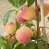 Avalon Pride Peach Tree 1 Avalon Pride Peach Tree -Soft Fruit Paradise elbo59874