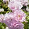 'Bonica' Shrub Rose 1 'Bonica' Shrub Rose -Soft Fruit Paradise elbo67629 bonica