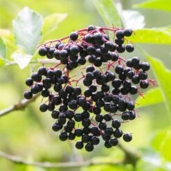 Best Mixed Native Wildlife Hedging | Growers' Choice 16 Best Mixed Native Wildlife Hedging | Growers' Choice -Soft Fruit Paradise elderberry SHR0256 e670855f 782d 4eb9 96dc 812685d53493
