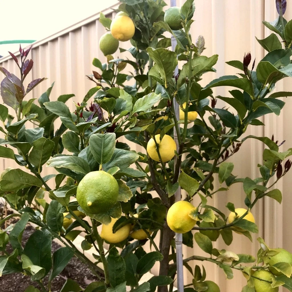 'Eureka' Patio Lemon Tree | 4 Seasons Lemon 6 'Eureka' Patio Lemon Tree | 4 Seasons Lemon - Image 4