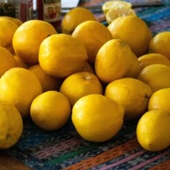 'Eureka' Patio Lemon Tree | 4 Seasons Lemon 9 'Eureka' Patio Lemon Tree | 4 Seasons Lemon -Soft Fruit Paradise eurekalemons