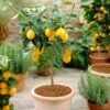 'Eureka' Patio Lemon Tree | 4 Seasons Lemon 2 'Eureka' Patio Lemon Tree | 4 Seasons Lemon -Soft Fruit Paradise eurekapot