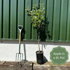 James Grieve Apple Tree | Dwarf Rootstock -Soft Fruit Paradise example apple ac12d64a 1117 4108 9854 a8a02930cadb
