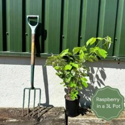 Glen Prosen Raspberry Plants -Soft Fruit Paradise example raspberry 0ce696df a84f 456f a2eb ef6d59a6a8c4