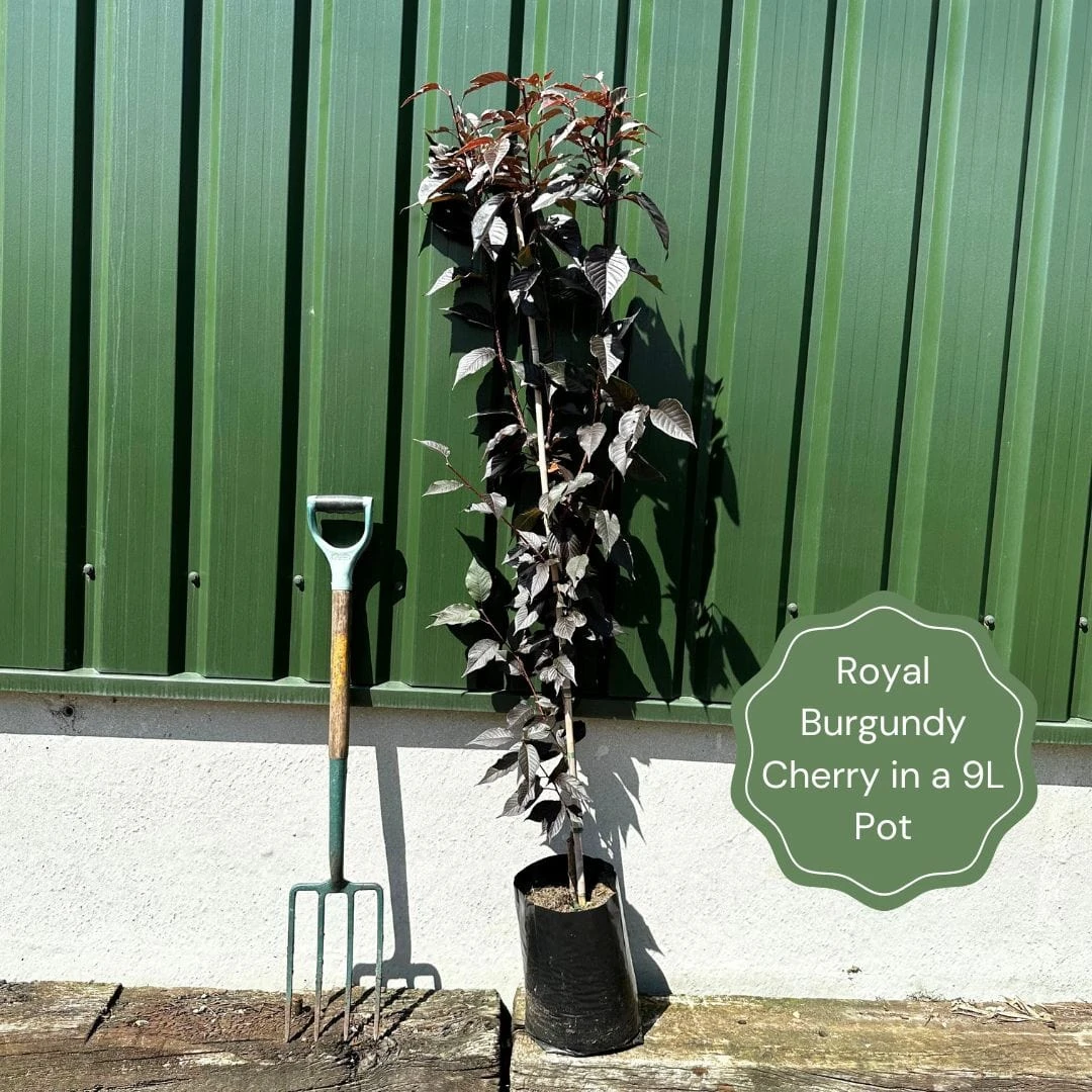 Purple Leaf Cherry Blossom Tree | Prunus Serrulata 'Royal Burgundy' 7 Purple Leaf Cherry Blossom Tree | Prunus Serrulata 'Royal Burgundy' - Image 5