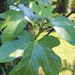 UK Hardy Fig Tree | 'Brown Turkey' 11 UK Hardy Fig Tree | 'Brown Turkey' -Soft Fruit Paradise figleaves