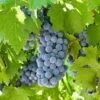 'Boskoop Glory' Seedless Outdoor Grape Vine -Soft Fruit Paradise fru0072 5